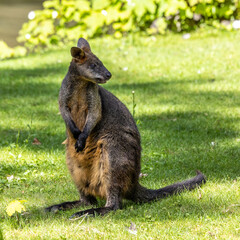 Swamp Wallaby, Wallabia bicolor, is one of the smaller kangaroos