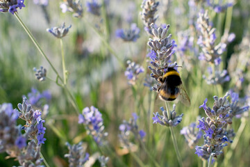 Close-up of honey bee on lavender flower