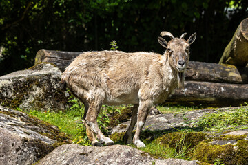 Turkmenian markhor, Capra falconeri heptneri living on the rocks