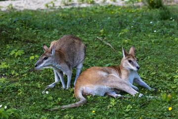 The agile wallaby, Macropus agilis also known as the sandy wallaby - obrazy, fototapety, plakaty