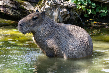 European Moose, Alces alces, also known as the elk