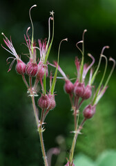 Herb robert
