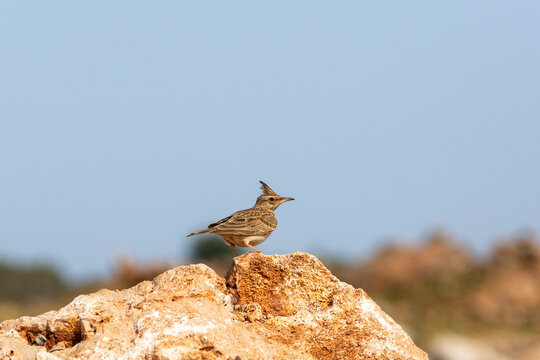 Male Crested Lark in the bush. copy space.