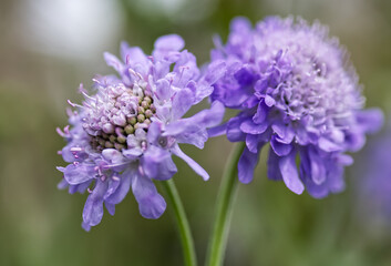 Pair of pin cushion flowers
