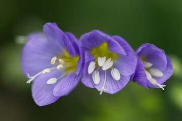 3 tiny purple flowers