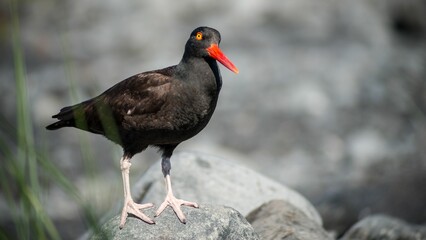 Shallow focus shot of a black oystercatcher perched on rocks