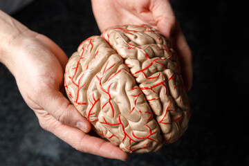 The doctor's hands hold a mock-up of the human brain.