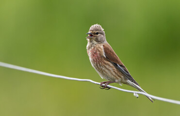 Male linnet