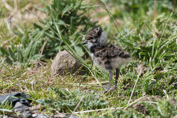 An isolated lapwing chick