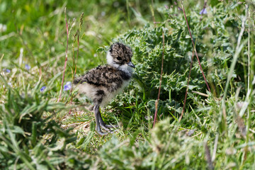 An isolated lapwing chick
