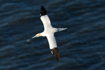 A gannet in flight