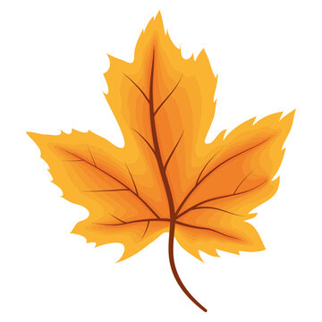 orange autumn maple leave
