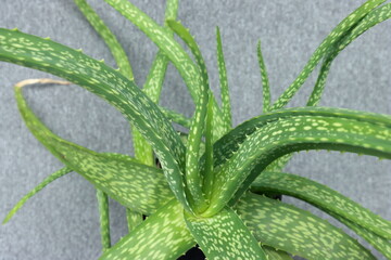 Aloe Vera plants healthy skin protection natural medicine, healthcare.
Close up Aloe Vera Plant, outdoor pots 