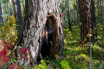big old pine tree with a hole at the base of the trunk. burnt tree trunk inside after being hit by...
