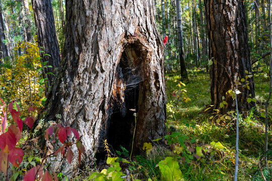 big old pine tree with a hole at the base of the trunk. burnt tree trunk inside after being hit by lightning