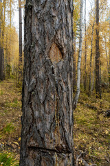 Pine with damaged bark and protruding resin.