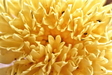 Macro Photography Of Chrysanthemum