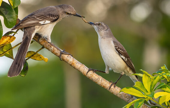 Beautiful shot of two Northern Mockingbird with a worm in its mouth