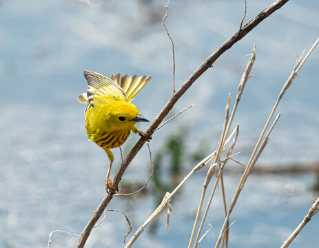 A beautiful yellow warbler sits and poses on a branch near a pond