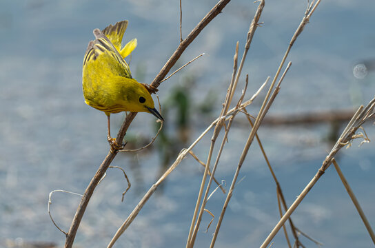 A beautiful yellow warbler sits and poses on a branch near a pond