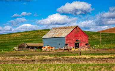 Horses by the barn