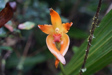Unique colorful flowers in the wild lush jungle and cloud forests of Peru