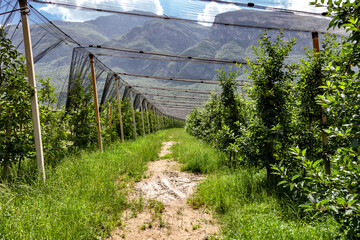 apple growing in the Adige valley with anti-hail sheets in the background of the mountains