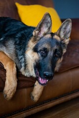 Closeup of a German shepherd resting on a couch - obrazy, fototapety, plakaty