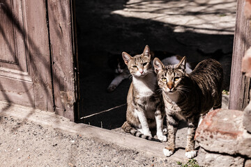 two gray-brown-white cats in the doorway in the bright sun look at the camera, behind them lies another cat, shadows on the ground are empty