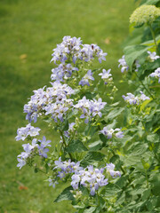 Campanula lactiflora 'Prichard's Variety'.  Fleurs de campanules laiteuses violet à bleu clair en...