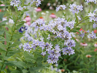 Campanula lactiflora | Campanule laiteuse aux fleurs bleu clair en forme de clochettes disposées...