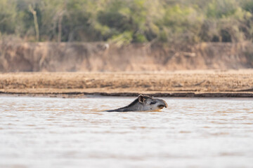 Tapir in El Impenetrable, Chaco