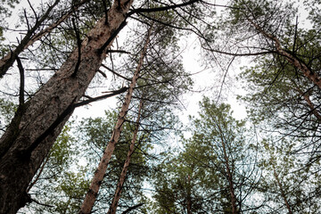Tops and trunks of large pines, in a coniferous forest, taken from the bottom up. A piece of sky in the center of the photo, surrounded by trunks and tops of coniferous trees.
