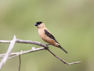 Copper Seedeater – Sporophila bouvreuil  - caboclinho 