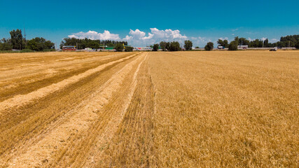 Fototapeta premium Aerial view of ripe barley fields