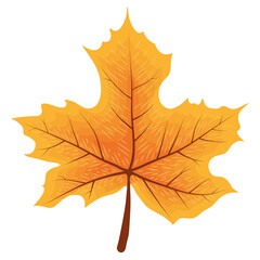 orange autumn maple leaf