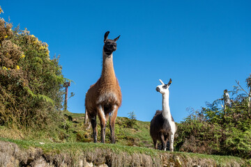 Cute Alpacas in their native inhabitat in Peru
