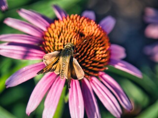 Brown Moth on Purple Coneflower