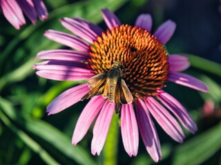 Brown Moth on Purple Coneflower