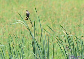 A red-winged black bird sits on a dried plant in the green grasses of the prairie on a sunny day - Powered by Adobe
