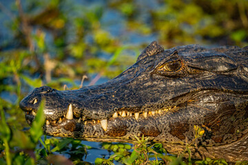 Caiman yacare