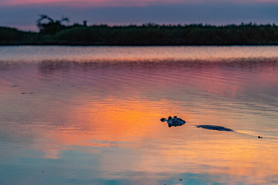 Caiman yacare