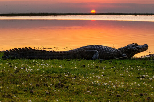 Caiman yacare