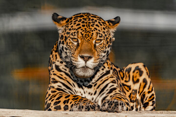 Jaguar © RoqueMatias