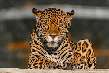Foto op Plexiglas Jaguar © RoqueMatias