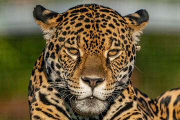 Obraz premium Jaguar