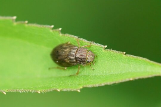 Closeup on a small Helophorus beetle sitting on a green leaf 