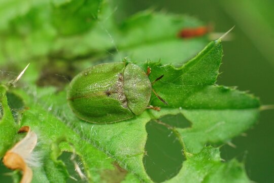 Closeup on a green thistle tortoise beetle, Cassida rubiginosa sitting on it's hotsplant