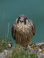 Peregrine falcon (Falco peregrinus)