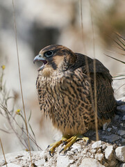 Peregrine falcon (Falco peregrinus) Juvenile